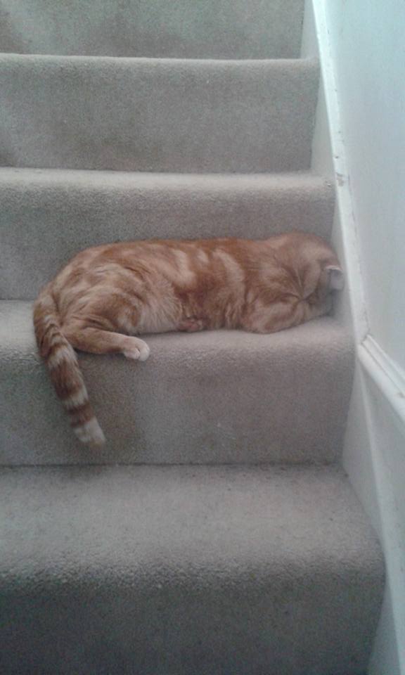 gizmo and stairs